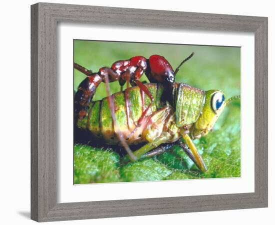 Close Up Side View of a Driver Ant Attacking a Grasshopper, Africa-Carlo Bavagnoli-Framed Photographic Print