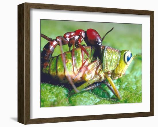 Close Up Side View of a Driver Ant Attacking a Grasshopper, Africa-Carlo Bavagnoli-Framed Photographic Print