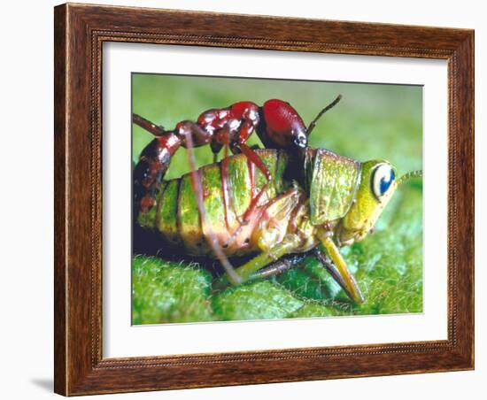 Close Up Side View of a Driver Ant Attacking a Grasshopper, Africa-Carlo Bavagnoli-Framed Photographic Print