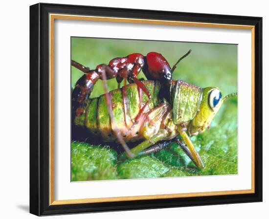 Close Up Side View of a Driver Ant Attacking a Grasshopper, Africa-Carlo Bavagnoli-Framed Photographic Print