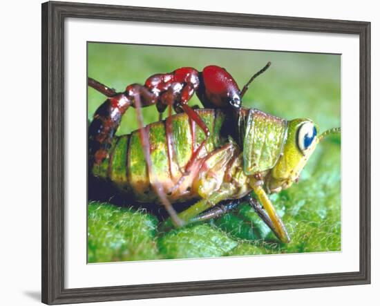 Close Up Side View of a Driver Ant Attacking a Grasshopper, Africa-Carlo Bavagnoli-Framed Photographic Print