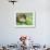 Close Up Side View of a Driver Ant Attacking a Grasshopper, Africa-Carlo Bavagnoli-Framed Photographic Print displayed on a wall