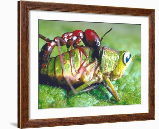 Close Up Side View of a Driver Ant Attacking a Grasshopper, Africa-Carlo Bavagnoli-Framed Photographic Print