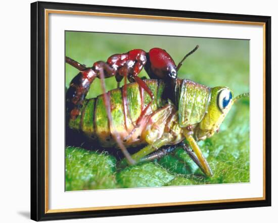 Close Up Side View of a Driver Ant Attacking a Grasshopper, Africa-Carlo Bavagnoli-Framed Photographic Print