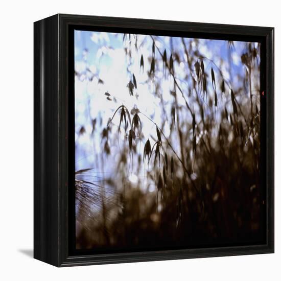 Close Up Silhouette of Tall Grass Growing on a Hillside-Paul Schutzer-Framed Premier Image Canvas
