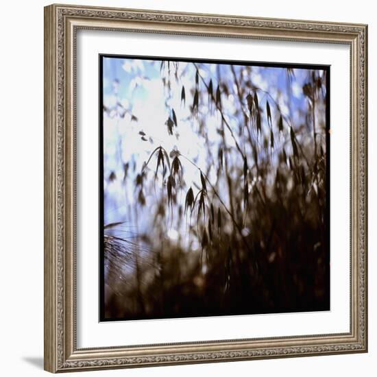 Close Up Silhouette of Tall Grass Growing on a Hillside-Paul Schutzer-Framed Photographic Print