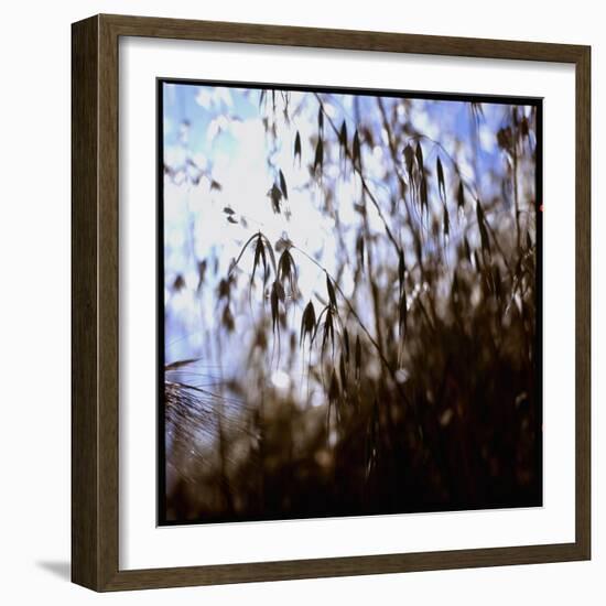 Close Up Silhouette of Tall Grass Growing on a Hillside-Paul Schutzer-Framed Photographic Print