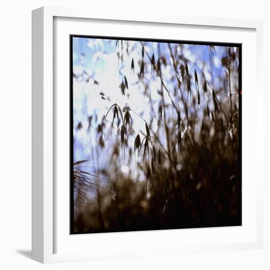 Close Up Silhouette of Tall Grass Growing on a Hillside-Paul Schutzer-Framed Photographic Print