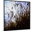 Close Up Silhouette of Tall Grass Growing on a Hillside-Paul Schutzer-Mounted Photographic Print