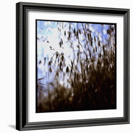 Close Up Silhouette of Tall Grass Growing on a Hillside-Paul Schutzer-Framed Photographic Print