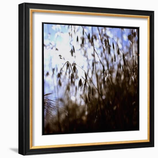 Close Up Silhouette of Tall Grass Growing on a Hillside-Paul Schutzer-Framed Photographic Print