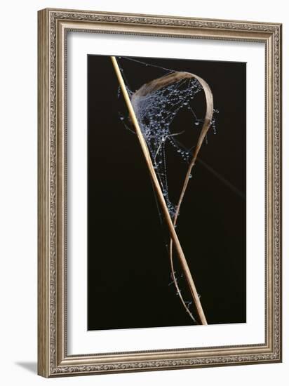 Close-Up Spider Web with Dew Drops-Gordon Semmens-Framed Photographic Print