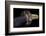 Close-Up View of 19th Century Samurai Sword-null-Framed Photographic Print