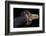 Close-Up View of 19th Century Samurai Sword-null-Framed Photographic Print