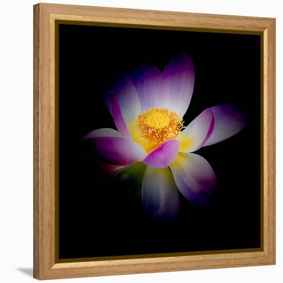 Close Up View of a Blooming Lotus Flower on a Dark Background-George Oze-Framed Premier Image Canvas