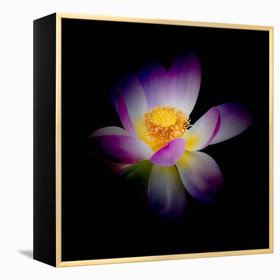 Close Up View of a Blooming Lotus Flower on a Dark Background-George Oze-Framed Premier Image Canvas