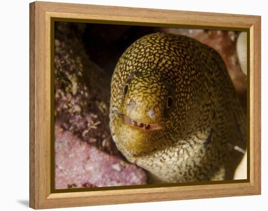 Close-Up View of a Goldentail Moray, Curacao-Stocktrek Images-Framed Premier Image Canvas