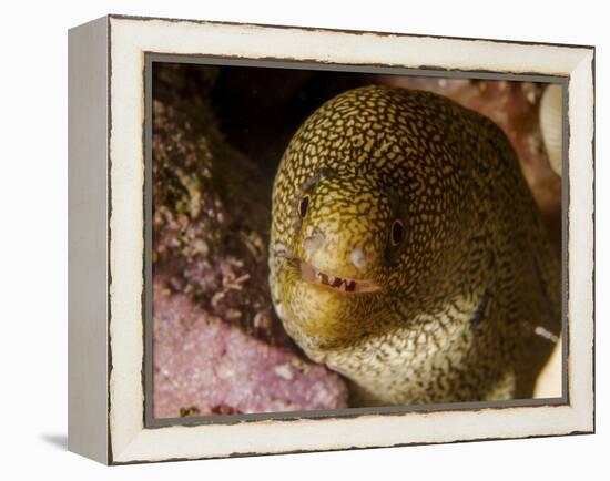 Close-Up View of a Goldentail Moray, Curacao-Stocktrek Images-Framed Premier Image Canvas