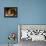 Close-Up View of a Goldentail Moray, Curacao-Stocktrek Images-Framed Premier Image Canvas displayed on a wall