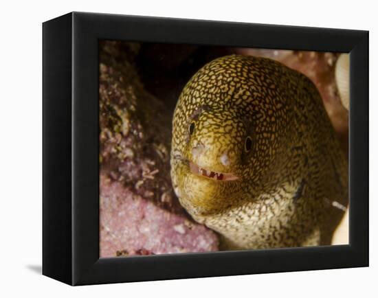 Close-Up View of a Goldentail Moray, Curacao-Stocktrek Images-Framed Premier Image Canvas