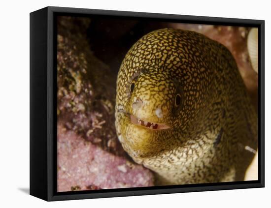 Close-Up View of a Goldentail Moray, Curacao-Stocktrek Images-Framed Premier Image Canvas