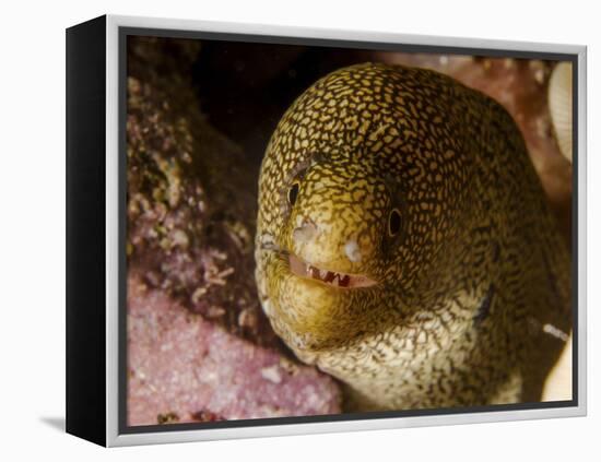 Close-Up View of a Goldentail Moray, Curacao-Stocktrek Images-Framed Premier Image Canvas