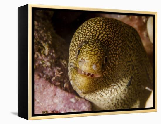 Close-Up View of a Goldentail Moray, Curacao-Stocktrek Images-Framed Premier Image Canvas