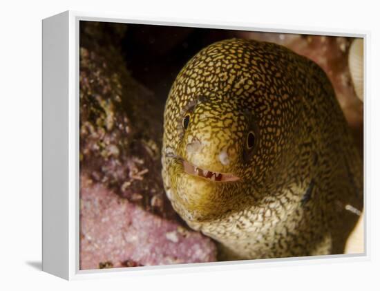 Close-Up View of a Goldentail Moray, Curacao-Stocktrek Images-Framed Premier Image Canvas