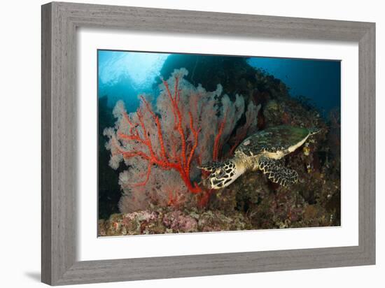 Close-Up View of a Hawksbill Sea Turtle Next to a Red Sea Fan, Indonesia-null-Framed Photographic Print