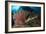 Close-Up View of a Hawksbill Sea Turtle Next to a Red Sea Fan, Indonesia-null-Framed Photographic Print