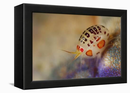 Close-Up View of a Ladybug Amphipod, Cyproidea Species-Stocktrek Images-Framed Premier Image Canvas