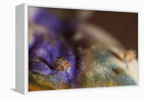 Close-Up View of a Ladybug Amphipod, Cyproidea Species-Stocktrek Images-Framed Premier Image Canvas