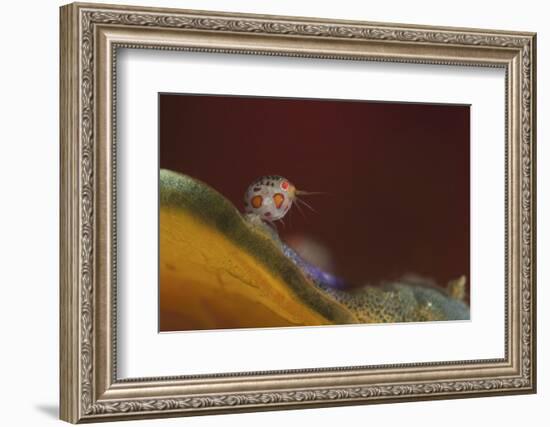 Close-Up View of a Ladybug Amphipod, Cyproidea Species-Stocktrek Images-Framed Photographic Print