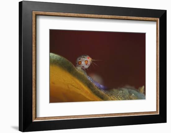 Close-Up View of a Ladybug Amphipod, Cyproidea Species-Stocktrek Images-Framed Photographic Print