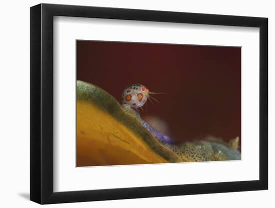 Close-Up View of a Ladybug Amphipod, Cyproidea Species-Stocktrek Images-Framed Photographic Print