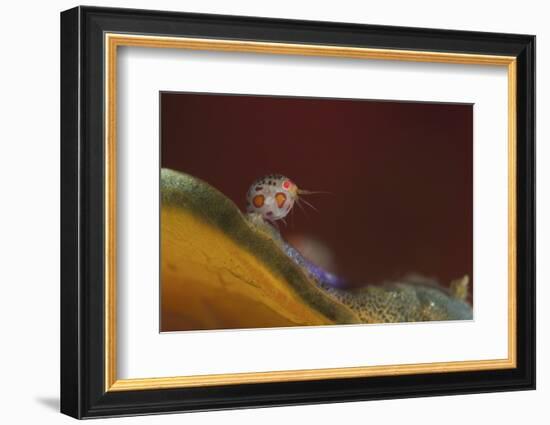 Close-Up View of a Ladybug Amphipod, Cyproidea Species-Stocktrek Images-Framed Photographic Print