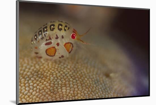 Close-Up View of a Ladybug Amphipod, Cyproidea Species-Stocktrek Images-Mounted Photographic Print