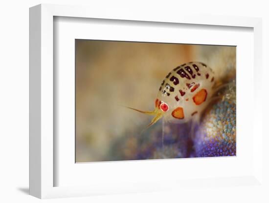 Close-Up View of a Ladybug Amphipod, Cyproidea Species-Stocktrek Images-Framed Photographic Print