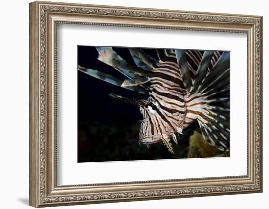 Close-Up View of a Lionfish, Curacao-Stocktrek Images-Framed Photographic Print