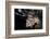 Close-Up View of a Lionfish, Curacao-Stocktrek Images-Framed Photographic Print