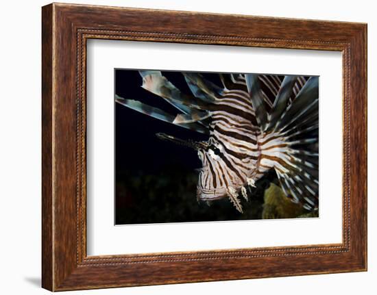 Close-Up View of a Lionfish, Curacao-Stocktrek Images-Framed Photographic Print