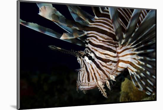 Close-Up View of a Lionfish, Curacao-Stocktrek Images-Mounted Photographic Print