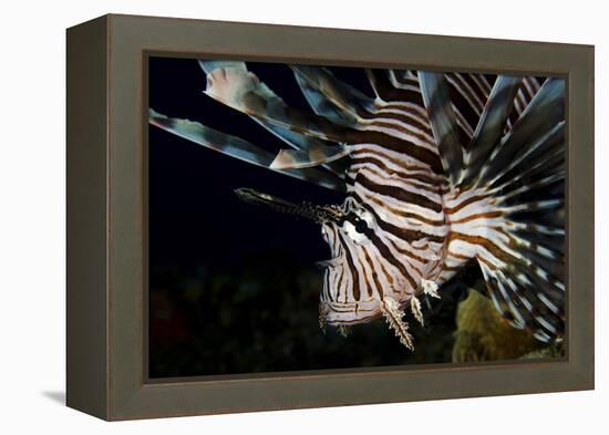 Close-Up View of a Lionfish, Curacao-Stocktrek Images-Framed Premier Image Canvas