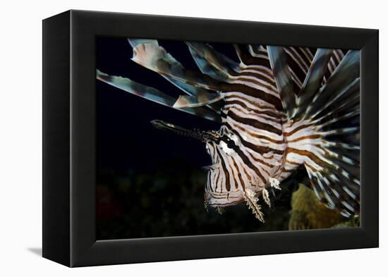 Close-Up View of a Lionfish, Curacao-Stocktrek Images-Framed Premier Image Canvas