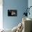 Close-Up View of a Lionfish, Curacao-Stocktrek Images-Framed Premier Image Canvas displayed on a wall