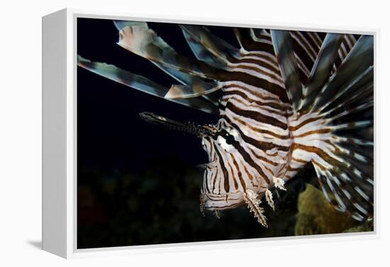 Close-Up View of a Lionfish, Curacao-Stocktrek Images-Framed Premier Image Canvas