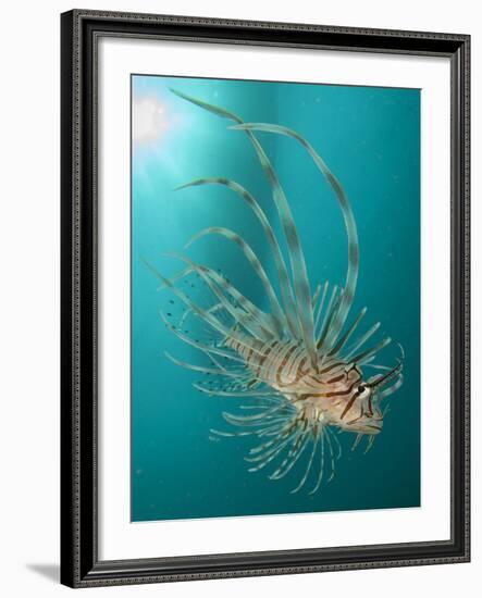 Close-Up View of a Lionfish, Gorontalo, Indonesia-null-Framed Photographic Print