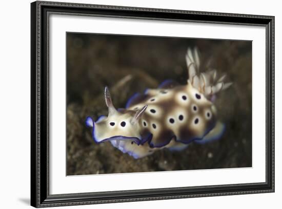 Close-Up View of a Risbecia Tryoni Nudibranch-Stocktrek Images-Framed Photographic Print