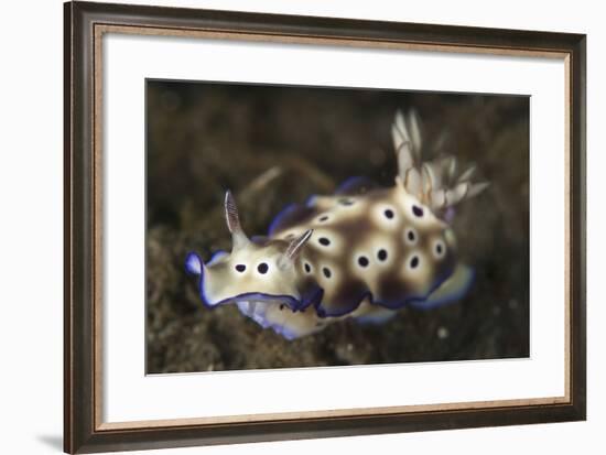 Close-Up View of a Risbecia Tryoni Nudibranch-Stocktrek Images-Framed Photographic Print