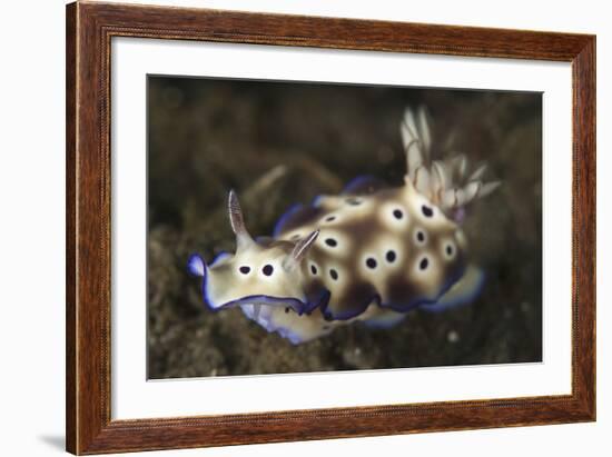 Close-Up View of a Risbecia Tryoni Nudibranch-Stocktrek Images-Framed Photographic Print